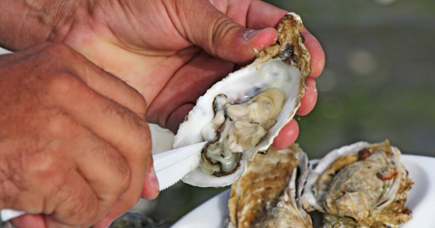 video romania are prima ferma de stridii din marea neagra cum arata productia dupa un an de experimente 69083815a2e8b