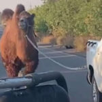 Scene neobișnuite pe frontul din Ucraina: O cămilă folosită de trupele ruse, capturată de soldații ucraineni lângă Harkov 5 video scene neobisnuite pe frontul din ucraina o camila folosita de trupele ruse capturata de soldatii ucraineni langa harkov 690605f401f5e