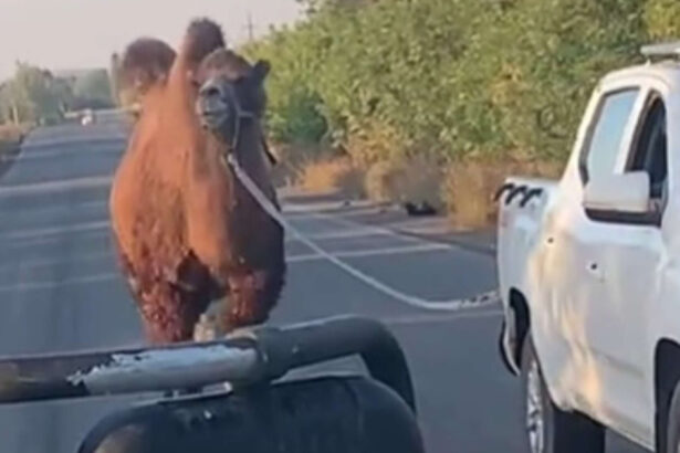 video scene neobisnuite pe frontul din ucraina o camila folosita de trupele ruse capturata de soldatii ucraineni langa harkov 690605f401f5e