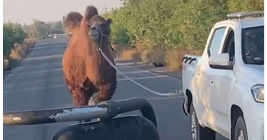 video scene neobisnuite pe frontul din ucraina o camila folosita de trupele ruse capturata de soldatii ucraineni langa harkov 690605f401f5e