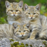 video trei pui de pisica salbatica surprinsi pe camerele de monitorizare jucandu se cu mama lor intr o padure din suceava 6905d46417384