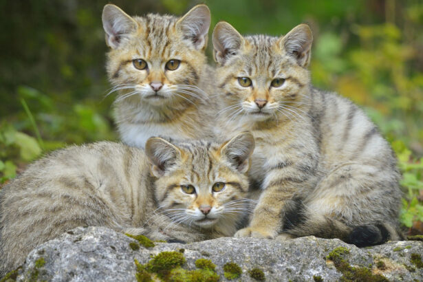 video trei pui de pisica salbatica surprinsi pe camerele de monitorizare jucandu se cu mama lor intr o padure din suceava 6905d46417384