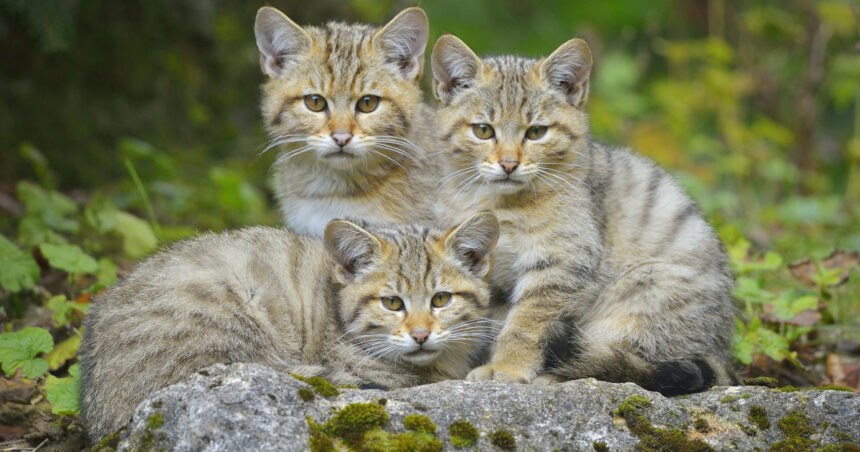 Trei pui de pisică sălbatică, surprinși pe camerele de monitorizare jucându-se cu mama lor într-o pădure din Suceava 1 video trei pui de pisica salbatica surprinsi pe camerele de monitorizare jucandu se cu mama lor intr o padure din suceava 6905d46417384
