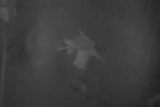 video trei romani au furat 77 de oi de la o stana din spania autoritatile au descris cum actiona banda de hoti 691466cd19adf