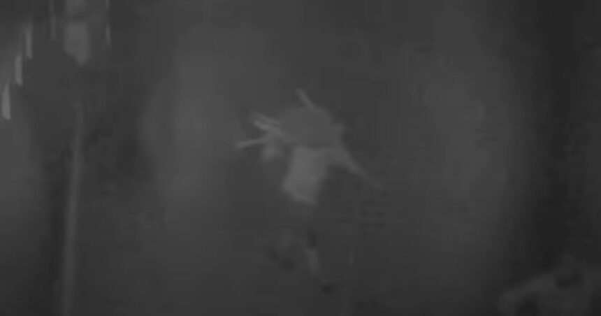 video trei romani au furat 77 de oi de la o stana din spania autoritatile au descris cum actiona banda de hoti 691466cd19adf