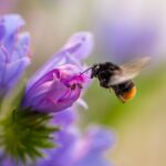 albinele primesc o sansa in plus un nou supliment creat pentru a stopa declinul coloniilor 69442f4458fb5