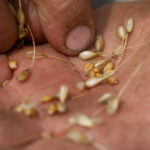 alimentele au devenit mai calorice mai putin nutritive si potential mai toxice studiul caracterizat drept socant de catre savanti 6947f44bb8e90