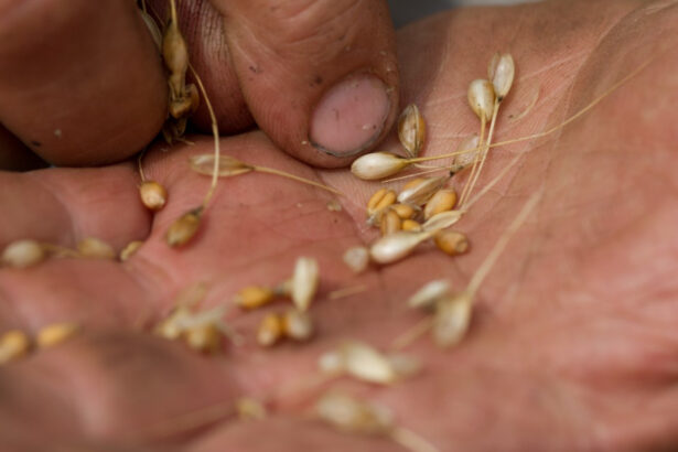 alimentele au devenit mai calorice mai putin nutritive si potential mai toxice studiul caracterizat drept socant de catre savanti 6947f44bb8e90