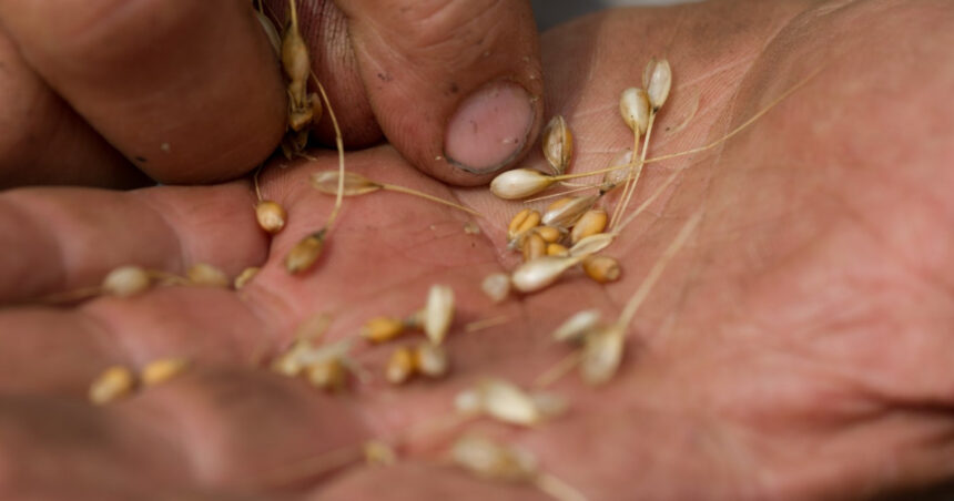 alimentele au devenit mai calorice mai putin nutritive si potential mai toxice studiul caracterizat drept socant de catre savanti 6947f44bb8e90