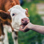 apia va plati aproape 39 de milioane de lei crescatorilor de animale pentru serviciile prestate in septembrie 693acfad5a635