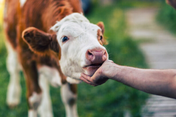 apia va plati aproape 39 de milioane de lei crescatorilor de animale pentru serviciile prestate in septembrie 693acfad5a635