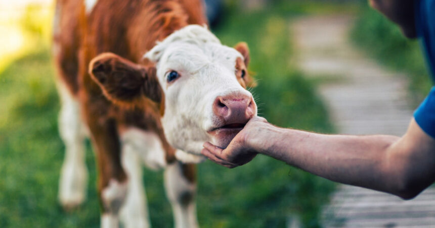 apia va plati aproape 39 de milioane de lei crescatorilor de animale pentru serviciile prestate in septembrie 693acfad5a635