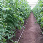 aur depune un proiect de lege pentru scutirea de impozit a unor constructii utilizate de agricultori sere solare silozuri 693ff99b30814