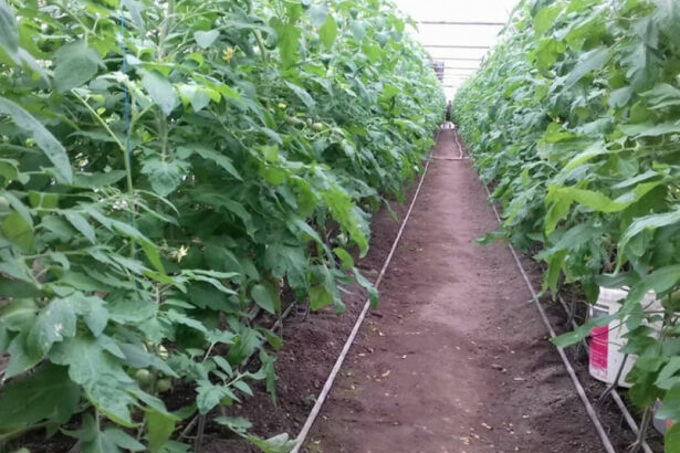 aur depune un proiect de lege pentru scutirea de impozit a unor constructii utilizate de agricultori sere solare silozuri 693ff99b30814