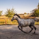 austeritate fara foc de artificii si fara botezul cailor la mihail kogalniceanu 6953a7b1ac6b0