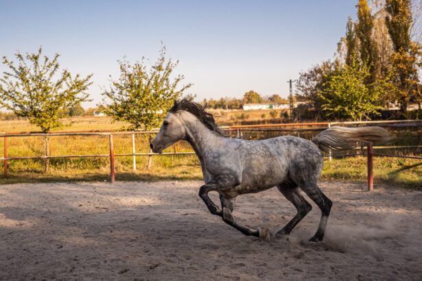austeritate fara foc de artificii si fara botezul cailor la mihail kogalniceanu 6953a7b1ac6b0