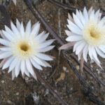 cactusul care infloreste doar o data pe an o poveste despre frumusete efemera si misterul naturii 69480ea9f1782