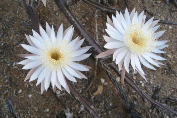 cactusul care infloreste doar o data pe an o poveste despre frumusete efemera si misterul naturii 69480ea9f1782