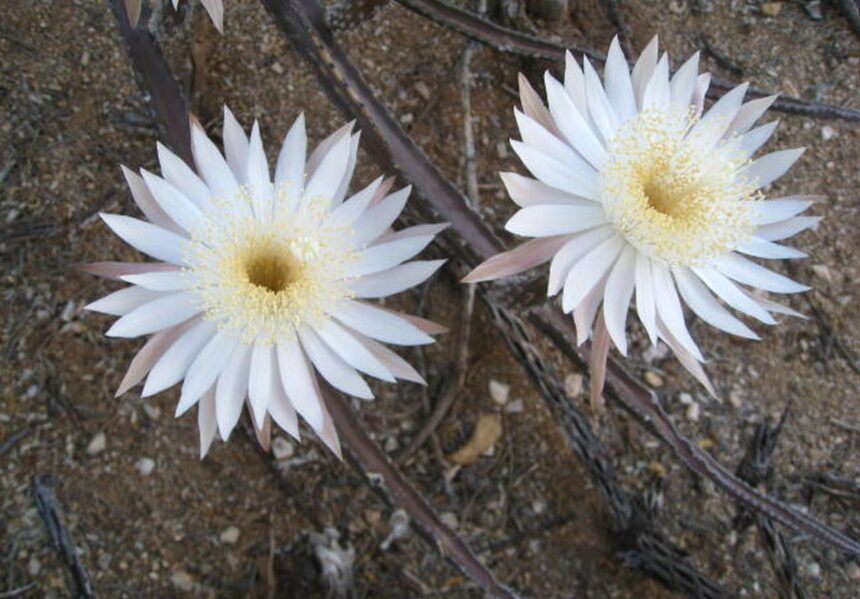 cactusul care infloreste doar o data pe an o poveste despre frumusete efemera si misterul naturii 69480ea9f1782