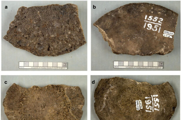 cele mai tinere fosile de mamut gasite vreodata s au dovedit a fi cu totul altceva 6941853d7015e