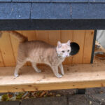 cetatenii din sectorul 2 pot solicita instalarea de adaposturi pentru pisicile comunitare 6942d1826339f