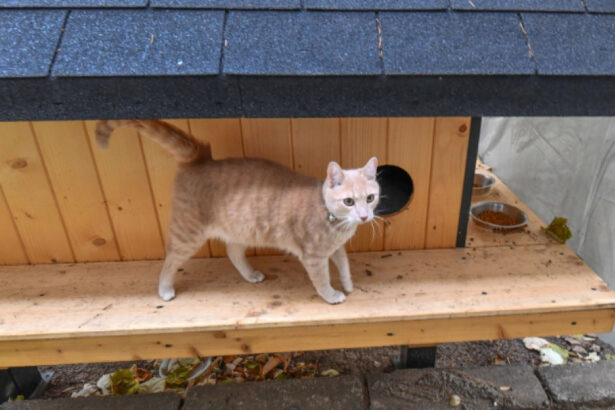 cetatenii din sectorul 2 pot solicita instalarea de adaposturi pentru pisicile comunitare 6942d1826339f