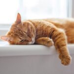 de ce pisicile miauna mai mult la barbati decat la femei 6953ec259058e