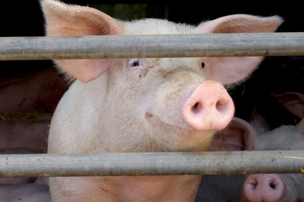 doi barbati au mers sa taie porcul dar s au luat la bataie pentru ca nu s au inteles cum sa l imparta animalul nici nu era al lor 694180023d1e6