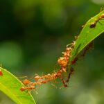 furnicile au o abilitate uimitoare de a mirosi moartea 6937002de5e43