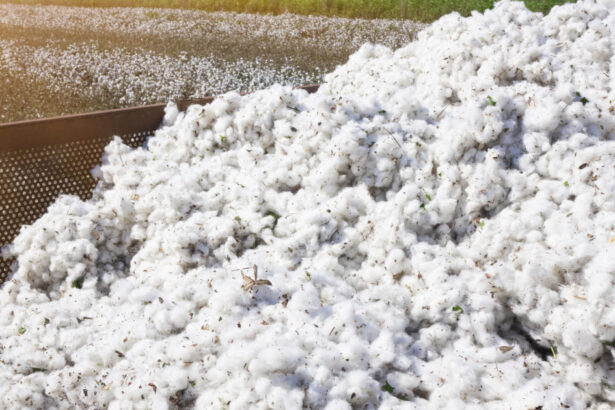 guvernul va achita o datorie veche de peste 30 de ani catre sua pentru un credit folosit la importul de bumbac 6944162fa58d2