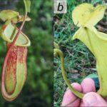 mai putin de 50 de astfel de plante exista pe pamant cat de aproape sunt de a disparea complet 69553dc28709d