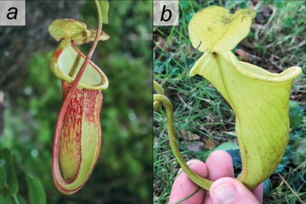 mai putin de 50 de astfel de plante exista pe pamant cat de aproape sunt de a disparea complet 69553dc28709d