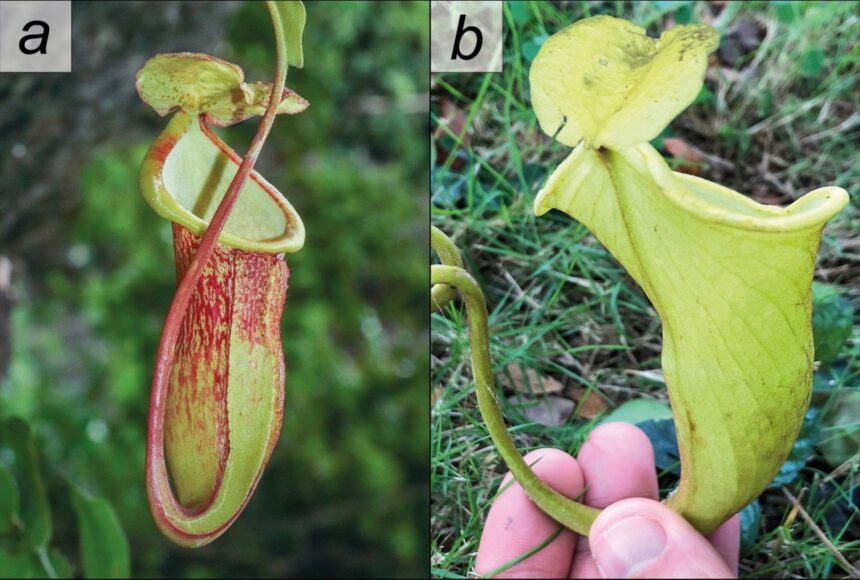 mai putin de 50 de astfel de plante exista pe pamant cat de aproape sunt de a disparea complet 69553dc28709d