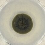 o ciuperca de la cernobil pare sa fi dezvoltat o abilitate incredibila 69307dd20c615