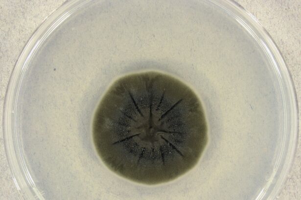 o ciuperca de la cernobil pare sa fi dezvoltat o abilitate incredibila 69307dd20c615