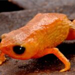 o noua specie de broasca arata ca un dovleac in miniatura 69405710efa70