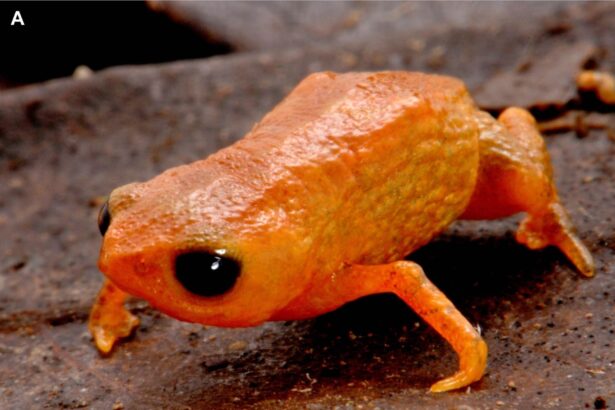 o noua specie de broasca arata ca un dovleac in miniatura 69405710efa70