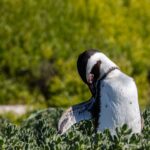 pinguinii mor de foame pe coasta africii de sud populatiile au scazut cu 95 in doar 8 ani 69384a8546fb9