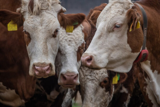 proteste in franta autostrazi blocate si gunoi imprastiat dupa sacrificarea bovinelor din cauza unui focar 693d7db2e17a7