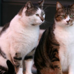 scandal la craiova din cauza limitarii numarului de animale la bloc primaria data in judecata de proprietari de caini si pisici 6952f7a98a0e9