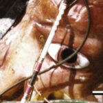 test de cultura generala care animal are cei mai mari ochi din lume 692dbe9b40b09