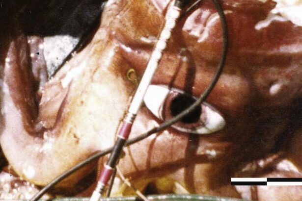 test de cultura generala care animal are cei mai mari ochi din lume 692dbe9b40b09