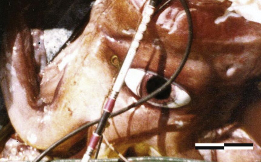 test de cultura generala care animal are cei mai mari ochi din lume 692dbe9b40b09