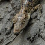 test de cultura generala care este animalul cu cea mai puternica muscatura 694bf56fcf725