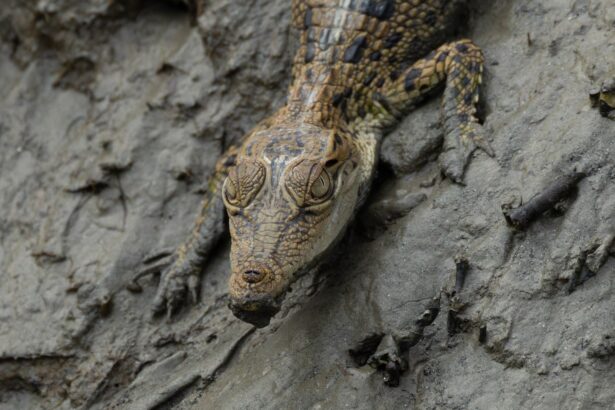 test de cultura generala care este animalul cu cea mai puternica muscatura 694bf56fcf725