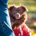 test de cultura generala de ce cainilor le place sa ascunda lucruri 693c708fbc73c