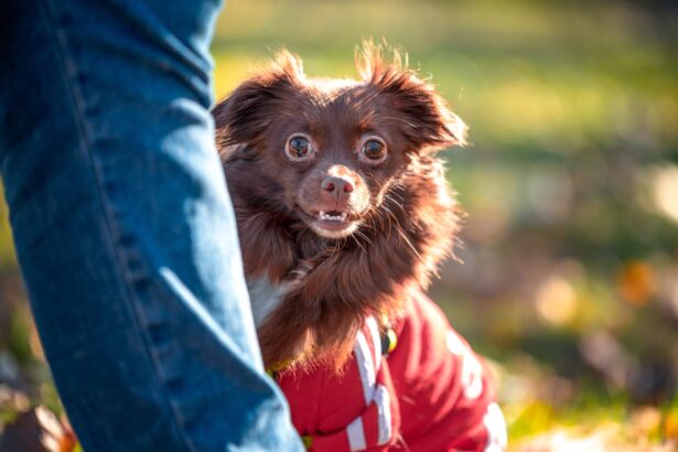 test de cultura generala de ce cainilor le place sa ascunda lucruri 693c708fbc73c
