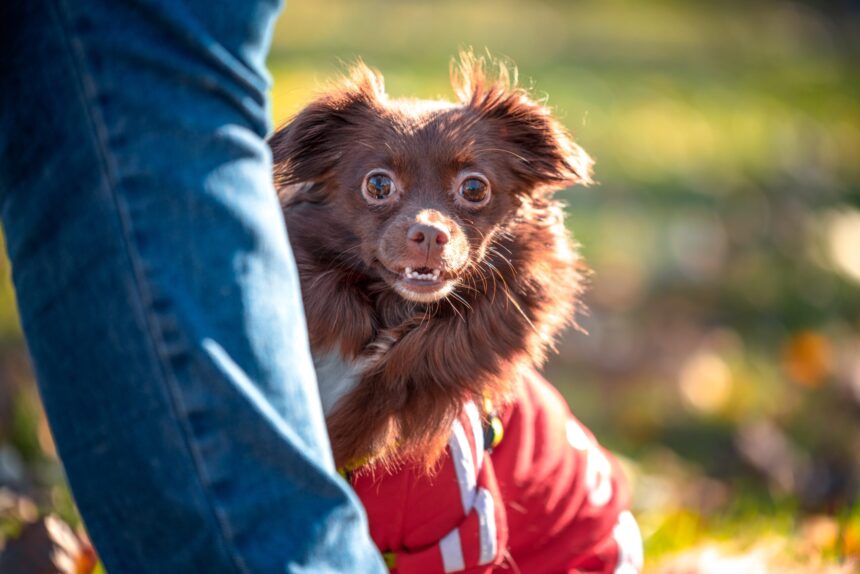 test de cultura generala de ce cainilor le place sa ascunda lucruri 693c708fbc73c