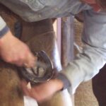 test de cultura generala de ce se spune ca potcoavele aduc noroc 694edea286c50