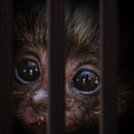 traficul cu animale vii a atins noi recorduri comertul ilegal cu specii salbatice ajunge la 20 de miliarde de dolari pe an 693a85decce8f